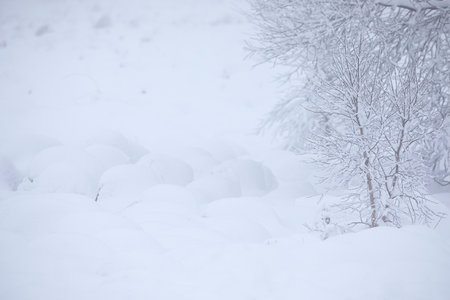 snowy frosty morning on meadow in winterの写真素材
