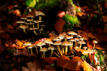 mushrooms in autumn forest in sunshineの写真素材