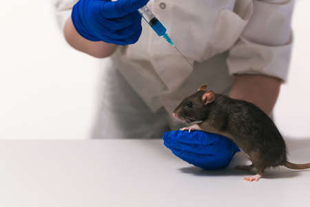 Woman preparing to give a rat an injectionの写真素材