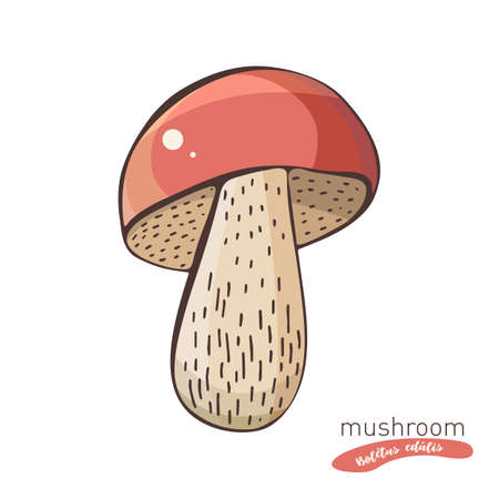 White mushrooms in hand drawn vector illustration in color. Sketch food drawing isolated on white background. Organic, vegetarian product. Great for menu, label, product packaging, recipeの写真素材