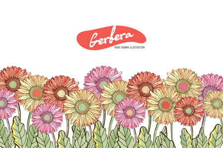 Floral horizontal postcard design with flowers by Gerber Daisy. Floral vector background. Horizontal flowers banner on white background. With space for text. Greeting cardのイラスト素材