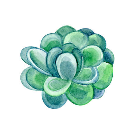 Green succulent in watercolor on white background. Hand drawn succulentus. Perfect for your project, wedding, greeting cards, photos, banner, blogs, wreaths, pattern and moreの写真素材