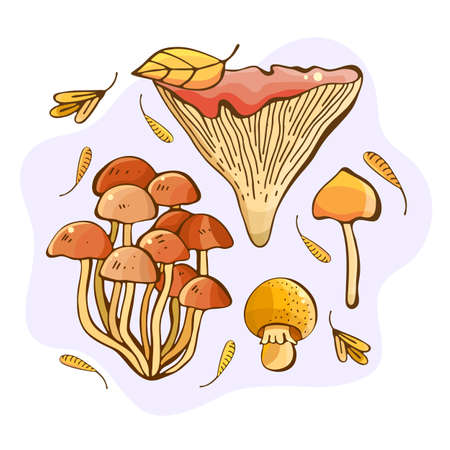 Hand drawn illustration of forest mushrooms. Gifts and harvest of autumn. Colorful drawing set of edible mushrooms. Sketch of food drawn. Yellow boletus, chanterelles, champignon, russulaのイラスト素材
