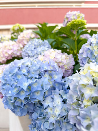 Vertical photo of living hedge flowers hydrangeaの写真素材