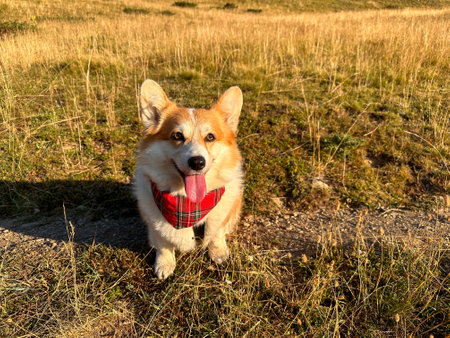 Charming happy corgi with a red bandana around its neck sits on the golden fieldの写真素材