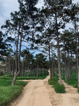 Winding sand track in the pine forest against the background of the blue skyの写真素材