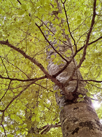 View of the adult tree from the bottom up from close rangeの写真素材
