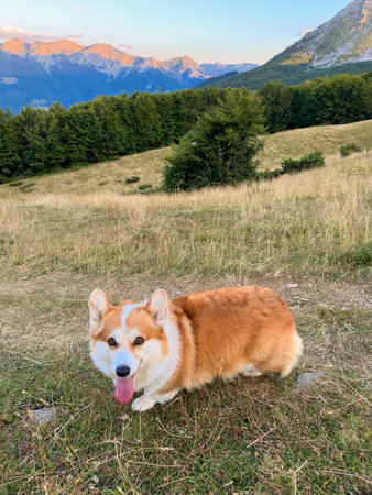 Adorable red-white corgi resting on a high mountain meadowの写真素材