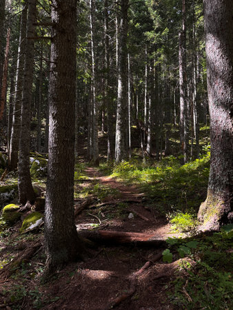 Sunny bunnies on a path in the forest. Thick conifer forest