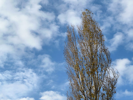 Tree crown in autumn. Leaves fall, only bare branches are visibleの写真素材