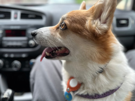 Corgi dog portrait close up in the car. Dog looks away, tongue sticks outの写真素材