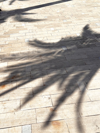 Shadow of a palm leaves on the sidewalkの写真素材