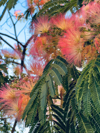 Blooming pink acacia tree. Acacia lenticularis. Elegant flowering tree. Close-up