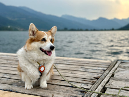 Corgi sitting on the dock with mountains in the distance and calm waterの写真素材