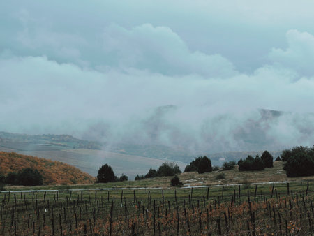 Misty vineyard landscape with rolling hills under a cloudy sky