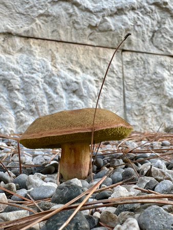 Close-up of a solitary mushroom growing in a rocky ground area