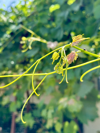 Vine leaves and tendrils in vibrant green under summer sunlight