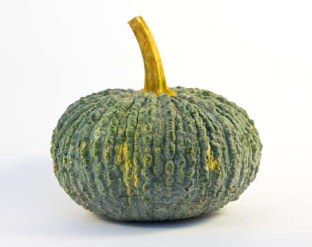 Pumpkin on white groundの写真素材