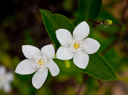 Inda white flower on white and green backgroundの写真素材