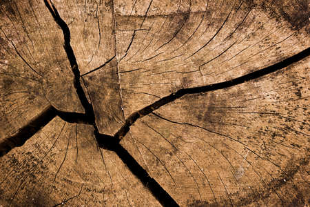 tree stump texture 