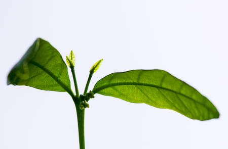 sapling on white backgroundの写真素材