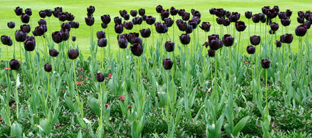 Flower bed with black tulipsの写真素材