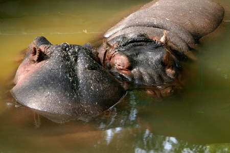 Hippopotamus in the waterの写真素材