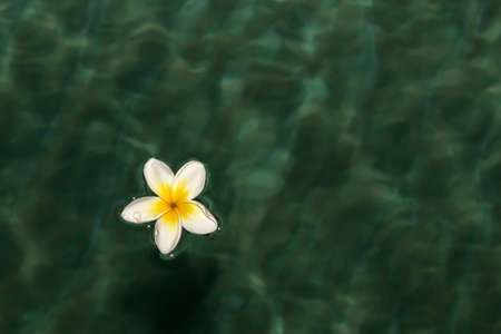 Frangipani flower on the water. Plumeria. Top viewの写真素材
