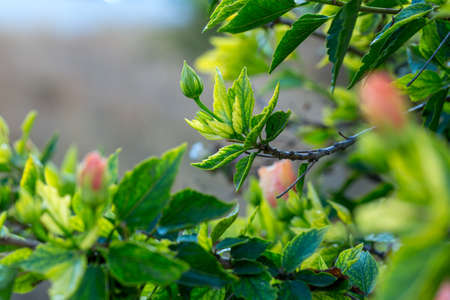 Delicate pink hibiscus bud flower with foliage on the background of tropical garden. Macro. Detailed
