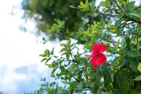 Red hibiscus flower with foliage on the background of blue sky and clouds. Detailed. Close up.
