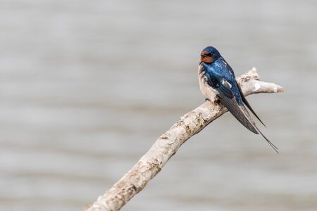 A barn swallow is resting on a branch above the water in the Oostvaardersplassen in the Netherlands.の写真素材