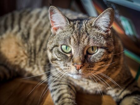Close up portrait of a tabby cat lying in a sunny spot inside the house. The cat is alert and intensely watching.の写真素材