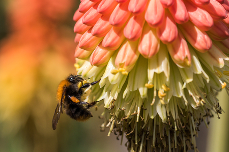 A bee is sitting on a kniphofia flower on a summer day to drink nectar.の写真素材