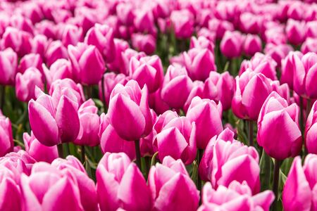 Full frame close up of a tulip field in Holland with pink and white tulips in full bloom during springtime.の写真素材