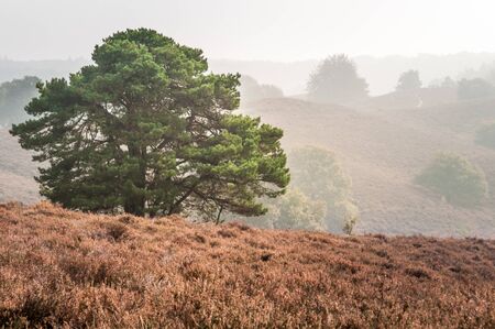 A tree on the hills of the Posbank in National Park Veluwezoom in the Netherlands. It is a misty day during autumn and the hills are covered with heather.の写真素材