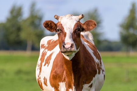 Close up frontal portrait of a brown with white cow. The cow is standing in a field on a sunny day.の写真素材