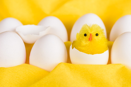 A cute little yellow easter chicken hatched out of a white egg among other white eggs against a...