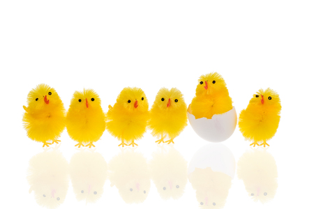 Six funny little yellow easter chickens on a row. One is still in the egg shell. The chickens are isolated on a white background with copy space.の写真素材