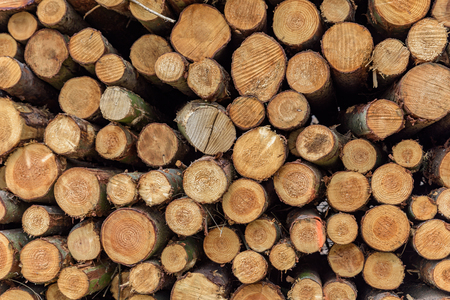 Fullframe background of a pile of felled tree trunks in a forest.