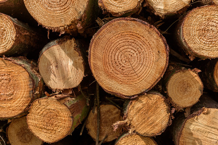 Fullframe background of a pile of felled tree trunks in a forest.  The growth rings of the trees are...