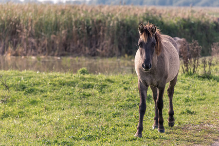 Portrait of a konik horse standing in the Oostvaardersplassen in the Netherlands.  In the background is reed and water.の写真素材