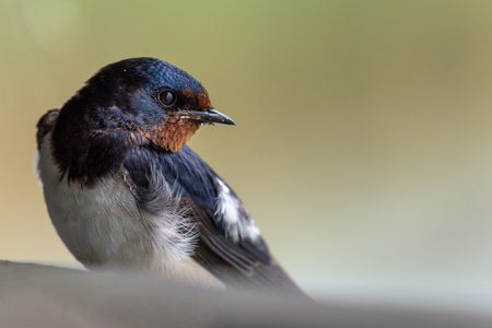 Close up portrait of a barn swallow (hirundo rustica)  sitting and looking over its shoulder.の写真素材