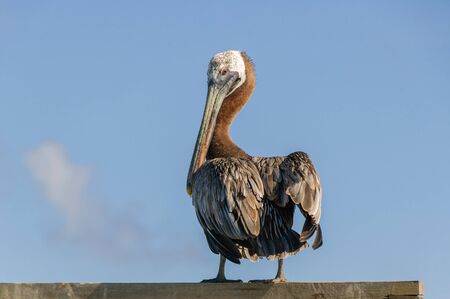 A single pelican (pelecanus) is standing in the sunshine on a wooden pole against a blue sky and looks back over its shoulder.の写真素材