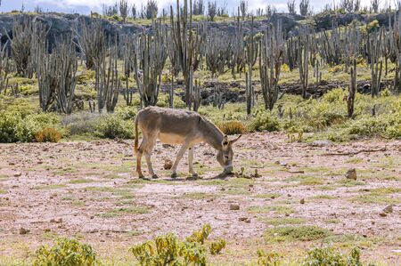A donkey is grazing in a field on the caribbean island Bonaire. Cacti are growing in the background.の写真素材