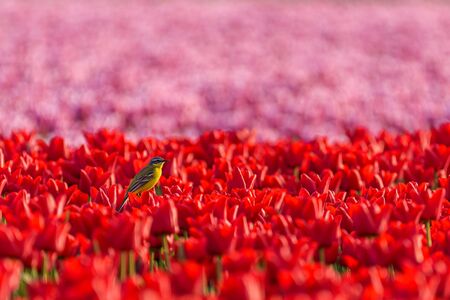 A yellow wagtail bird (motacilla flava) is sitting on top of a tulip in a red and pink tulip field in Hollandの写真素材