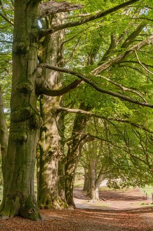 Tall beech trees standing along a path on a sunny day during early autumn at the Veluwe in the Netherlands.の写真素材