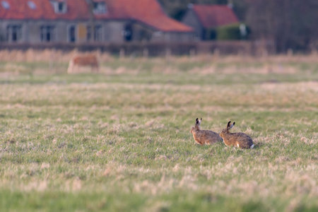 Two european hares (Lepus europaeus) are sitting in a field during sunset. Houses are in the background.の写真素材