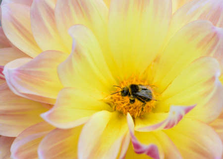 Close up of a bee looking for nectar on the flower head of a dahlia.