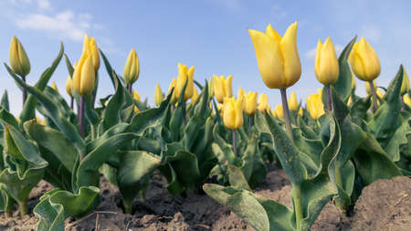 Yellow tulips grow in a field on a sunny day in spring with a blue sky above.
