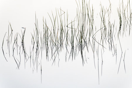 Silhouetted blades of grass rising above the perfectly still water of a lake and reflected on the water surface.の写真素材